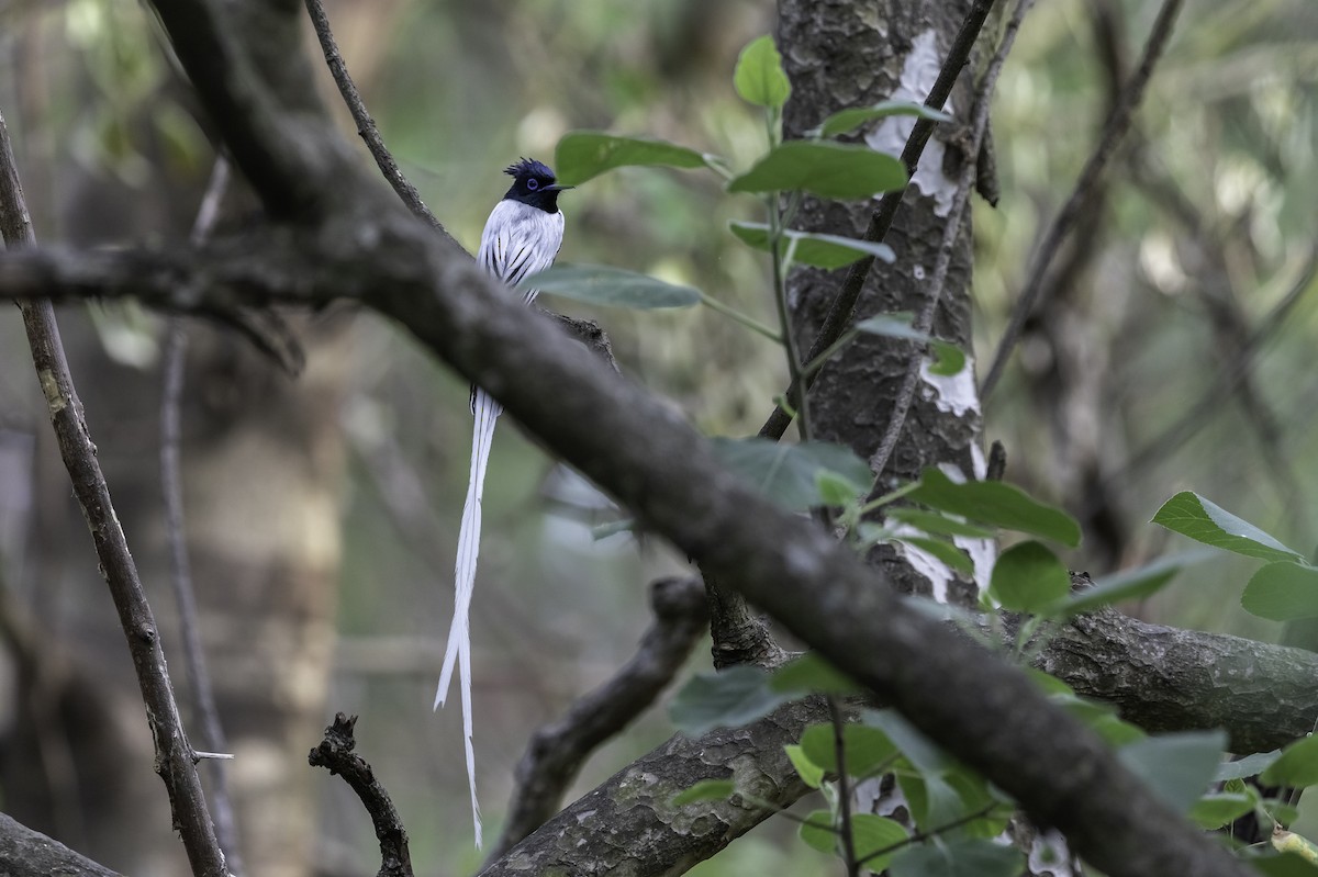 Indian Paradise-Flycatcher - ML270936441
