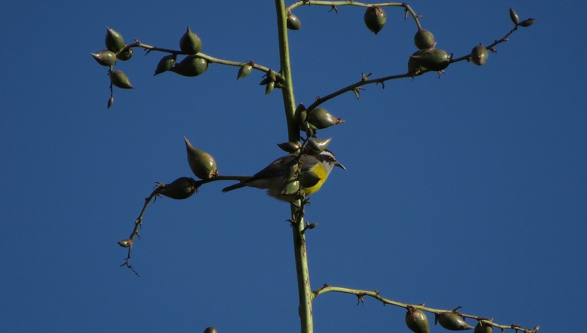 Bananaquit - ML27093651