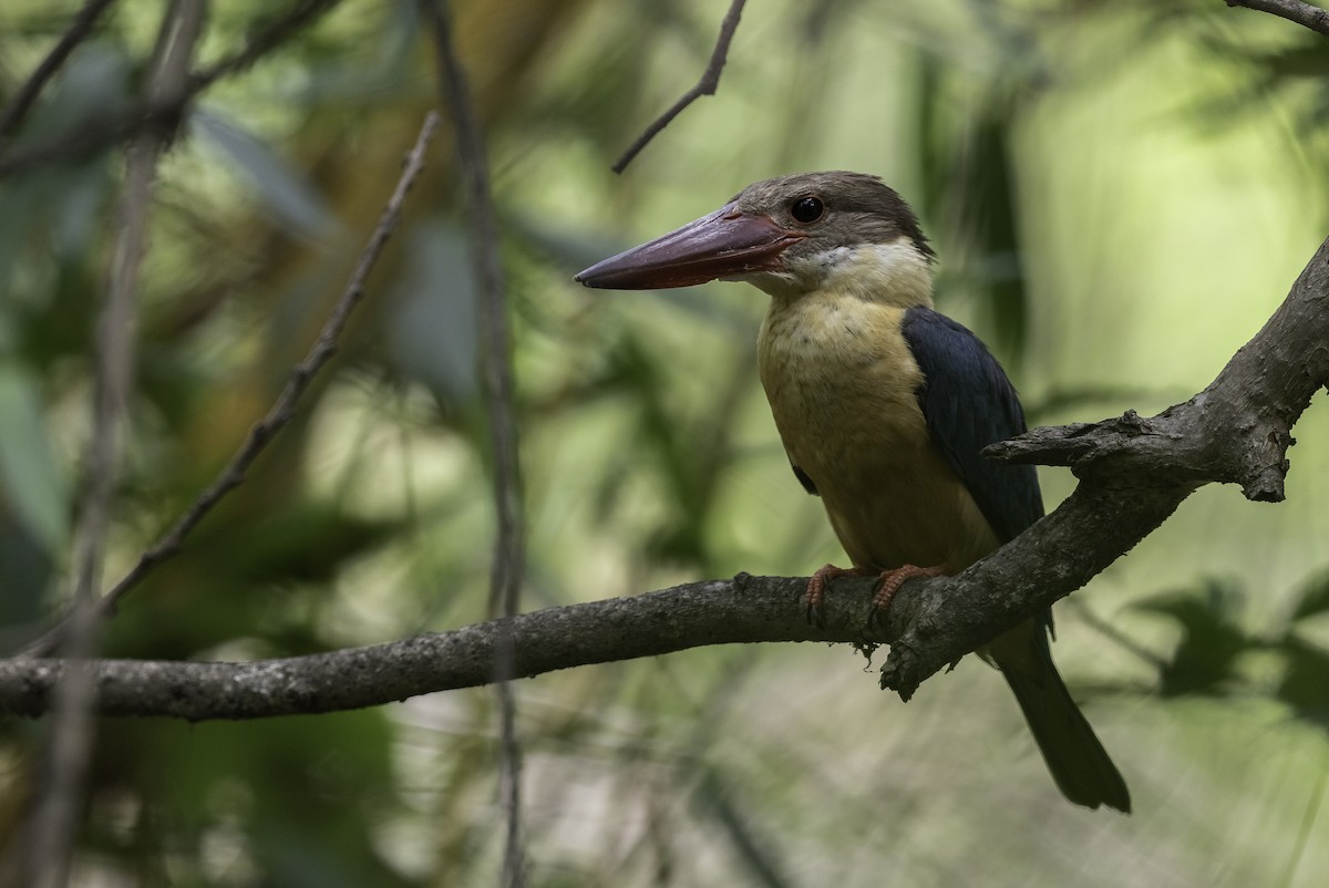 Stork-billed Kingfisher - ML270936661