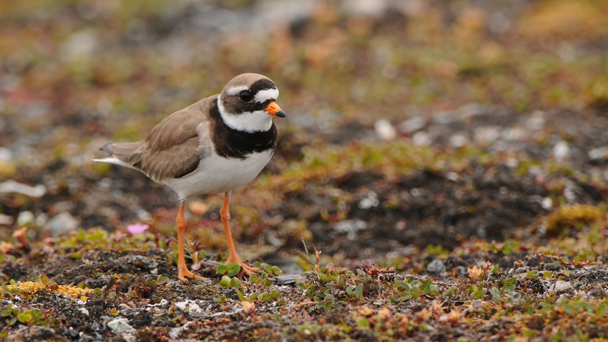 Common Ringed Plover - ML270937841