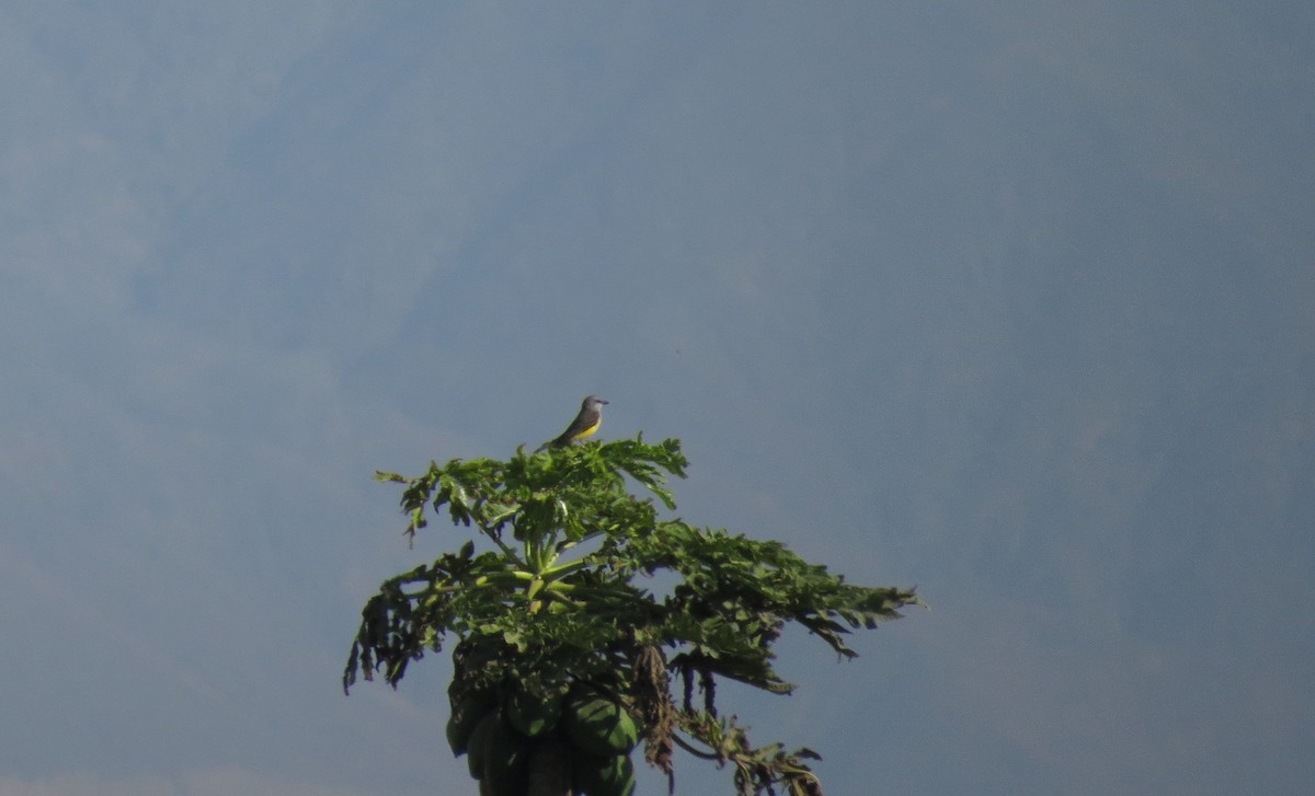 Tropical Kingbird - Liao Tzu-Chiang