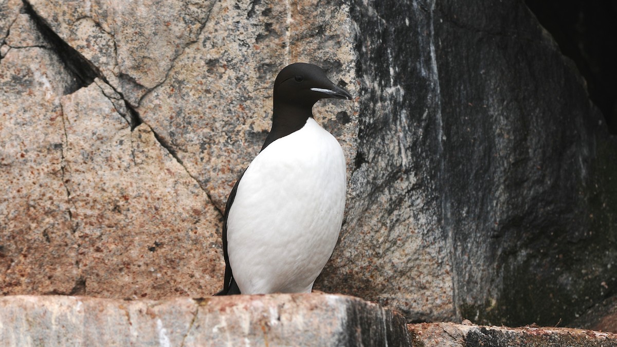 Thick-billed Murre - ML270938411