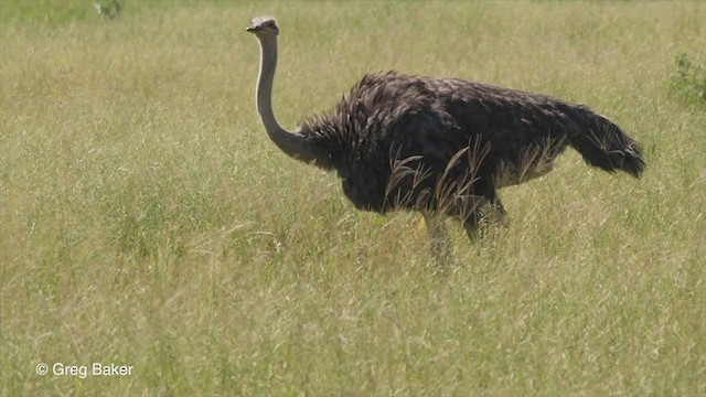 Common Ostrich - ML270942061