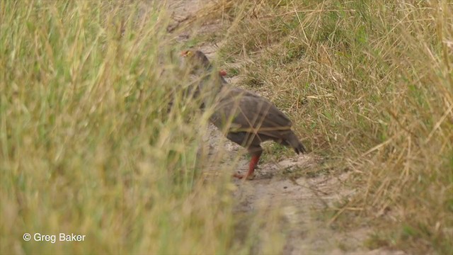 Red-billed Spurfowl - ML270942201