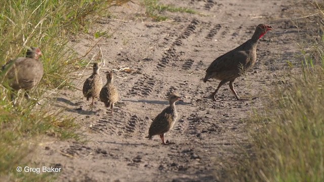 Swainson's Spurfowl - ML270942271