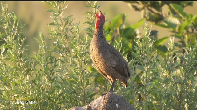 Francolin de Swainson - ML270942281