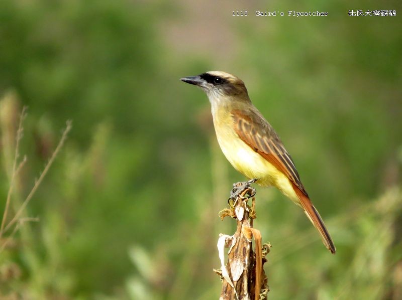 Baird's Flycatcher - ML27094231