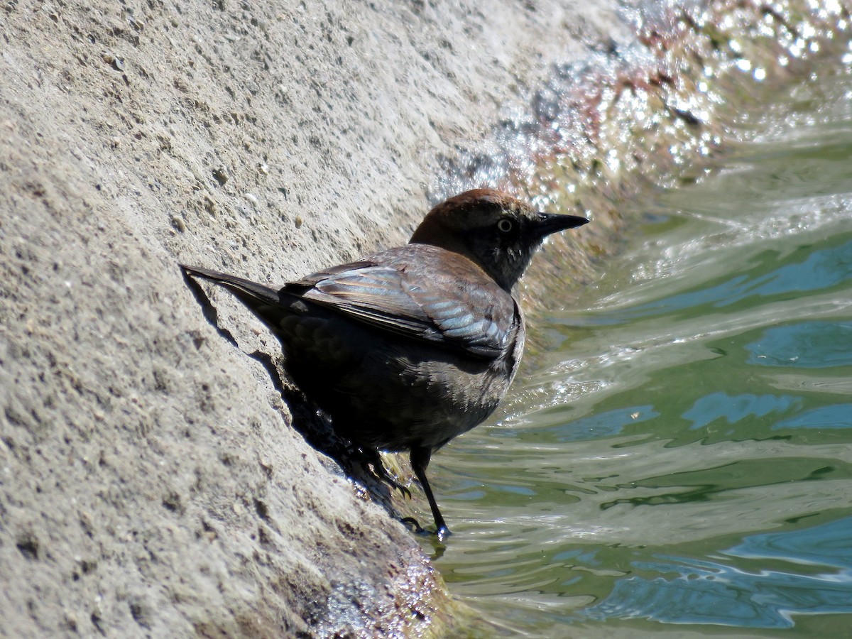 Rusty Blackbird - ML270942481