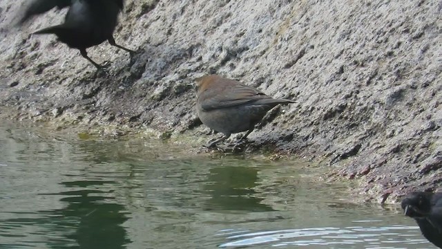 Rusty Blackbird - ML270942941