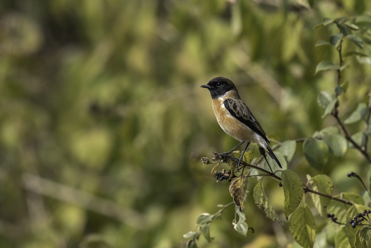 Siberian Stonechat - ML270943131
