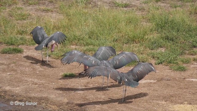 Marabou Stork - ML270943501