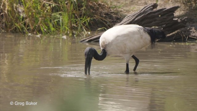 ibis posvátný - ML270943641