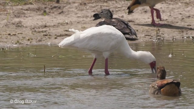 African Spoonbill - ML270943721