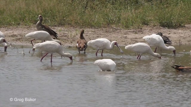 African Spoonbill - ML270943751