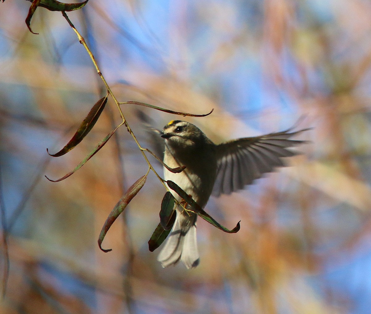 Golden-crowned Kinglet - ML270943841