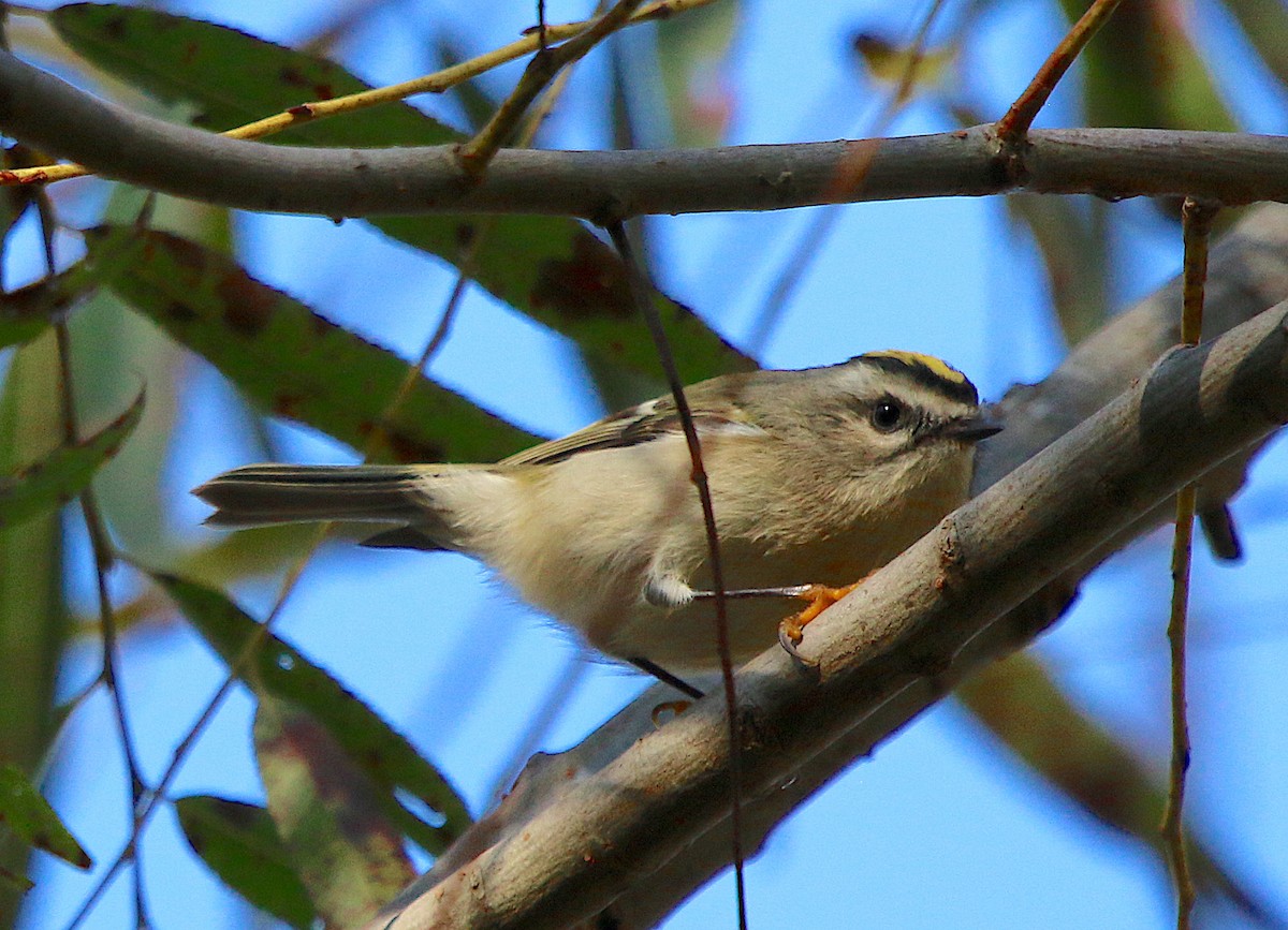 Golden-crowned Kinglet - Lori White