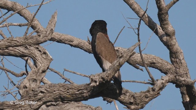 Bateleur - ML270943961