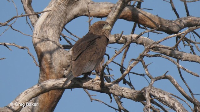 Bateleur des savanes - ML270943971