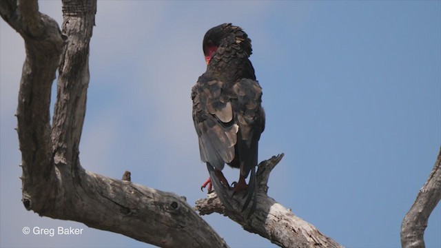 Bateleur des savanes - ML270944021