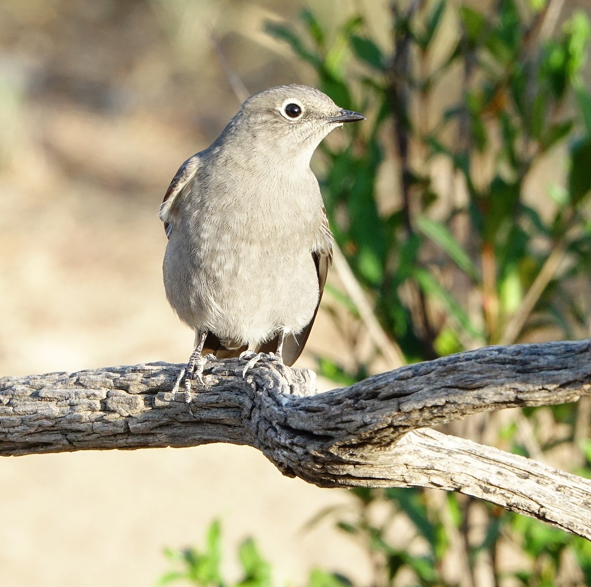 Townsend's Solitaire - Carolyn Ohl, cc