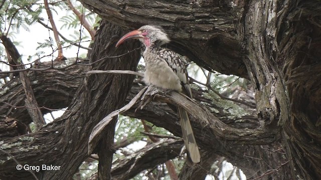 Southern Red-billed Hornbill - ML270944531