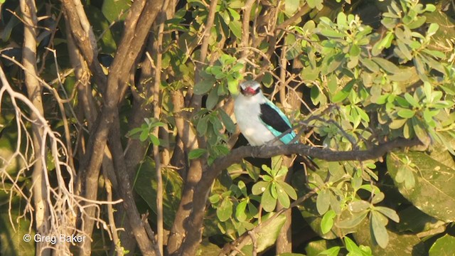 Woodland Kingfisher - ML270944561