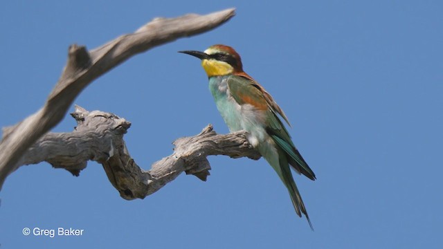 European Bee-eater - ML270944731