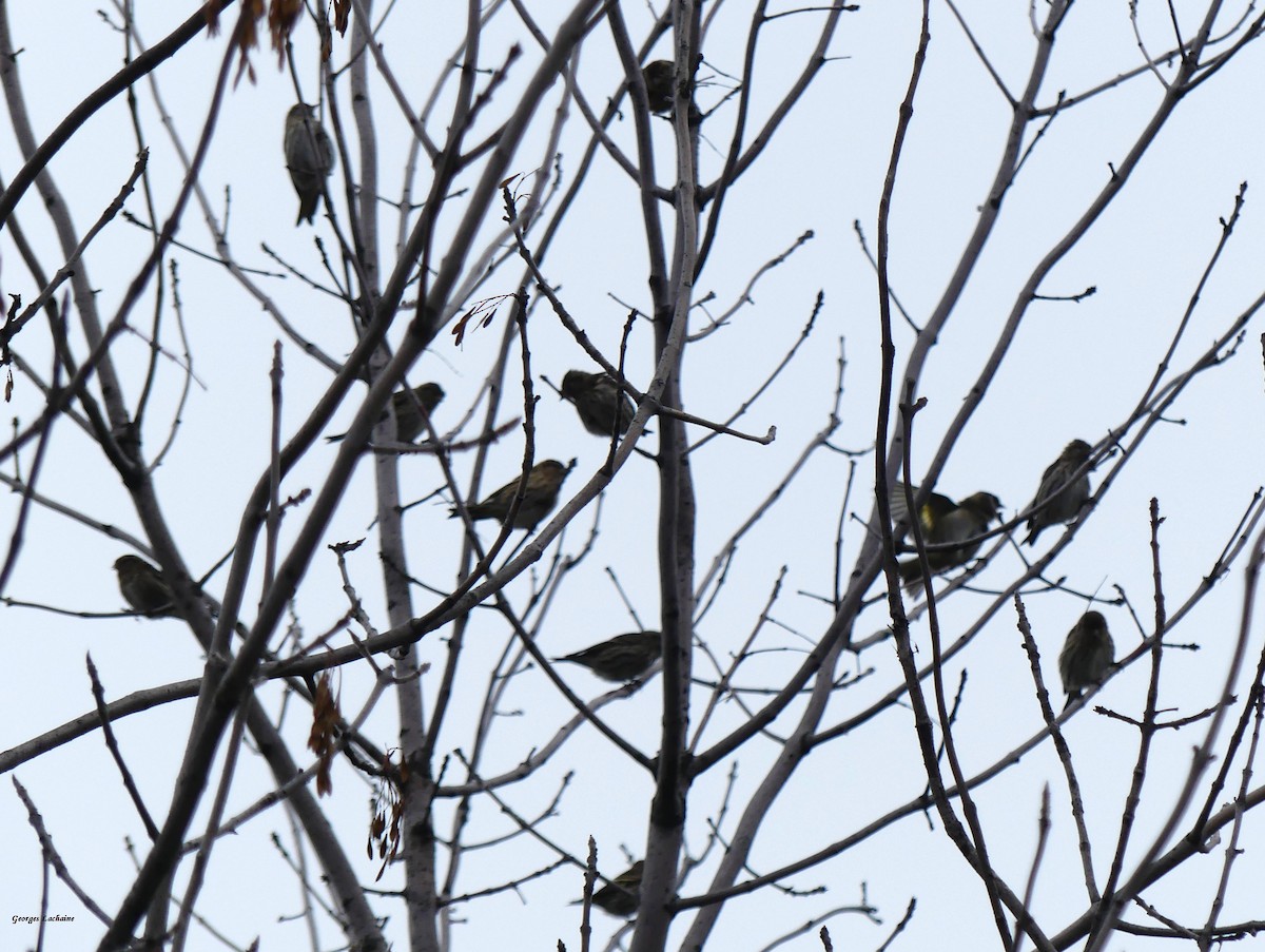 Pine Siskin - ML270944861