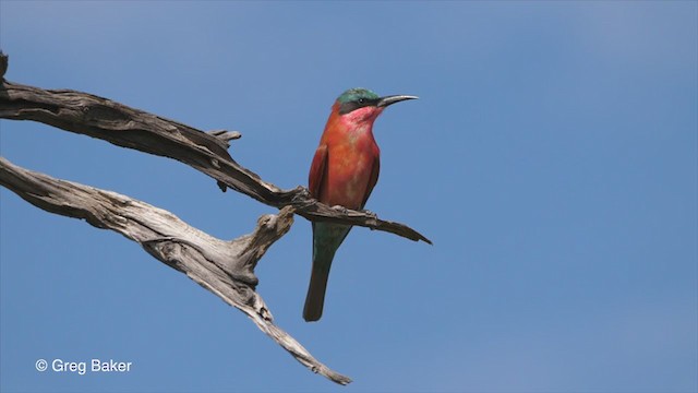 Southern Carmine Bee-eater - ML270944941