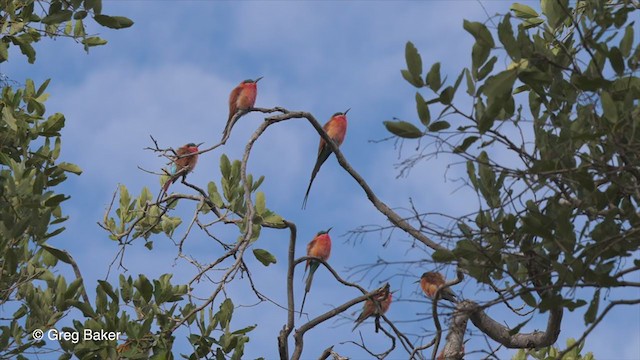 Southern Carmine Bee-eater - ML270944951