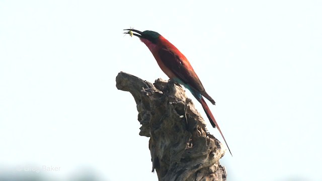 ミナミベニハチクイ - eBird