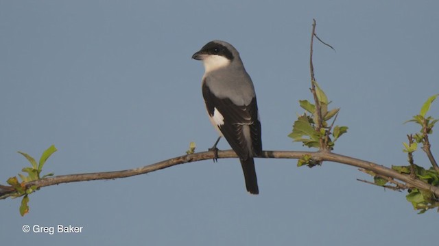 Lesser Gray Shrike - ML270945101