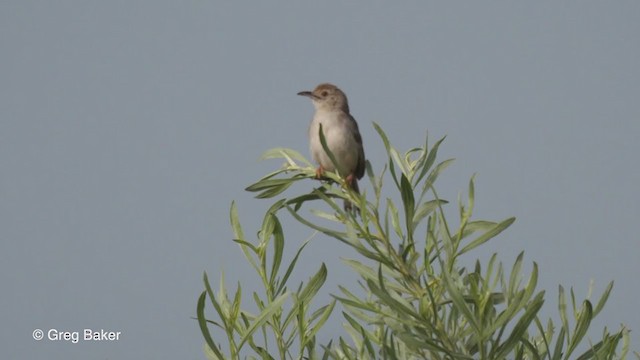 Rattling Cisticola - ML270945361