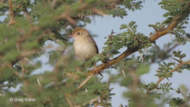 Rattling Cisticola - ML270945371