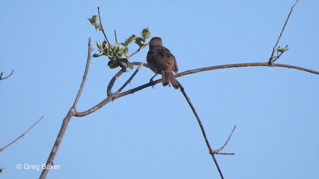 Rattling Cisticola - ML270945461