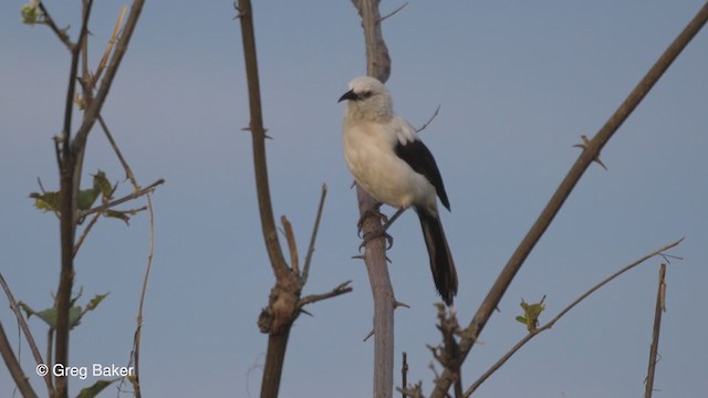 Southern Pied-Babbler - ML270945541