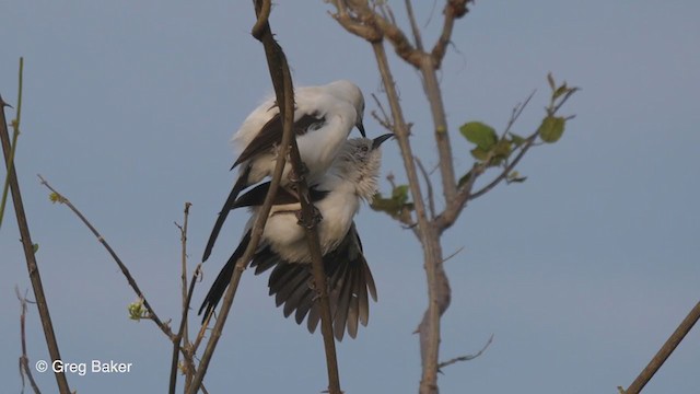 Southern Pied-Babbler - ML270945561