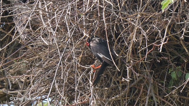 Red-billed Buffalo-Weaver - ML270945631