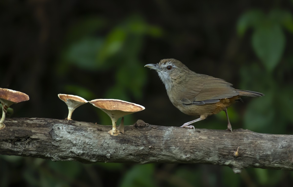 Abbott's Babbler - ML270946071