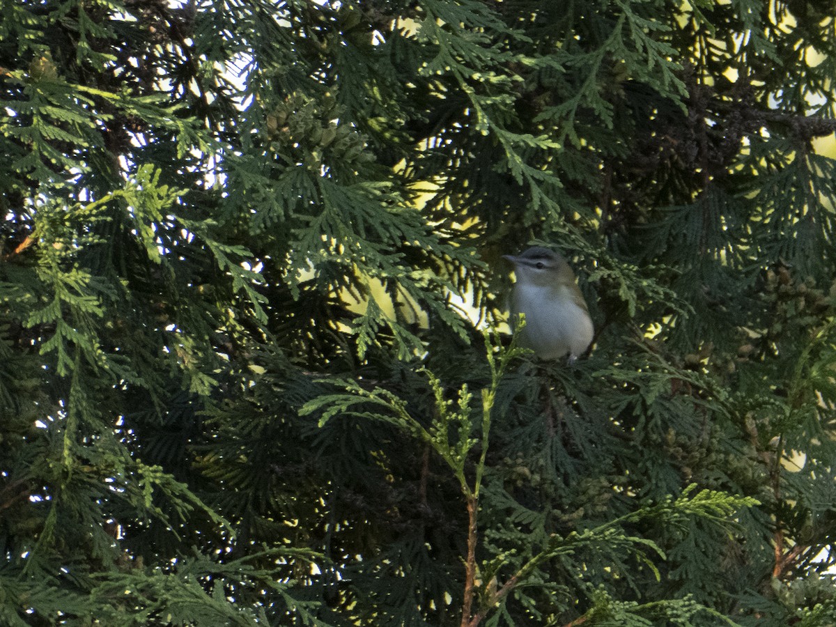Red-eyed Vireo - ML270946391
