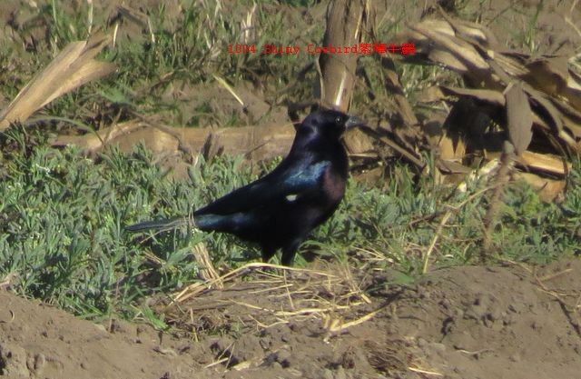 Shiny Cowbird - ML27094771