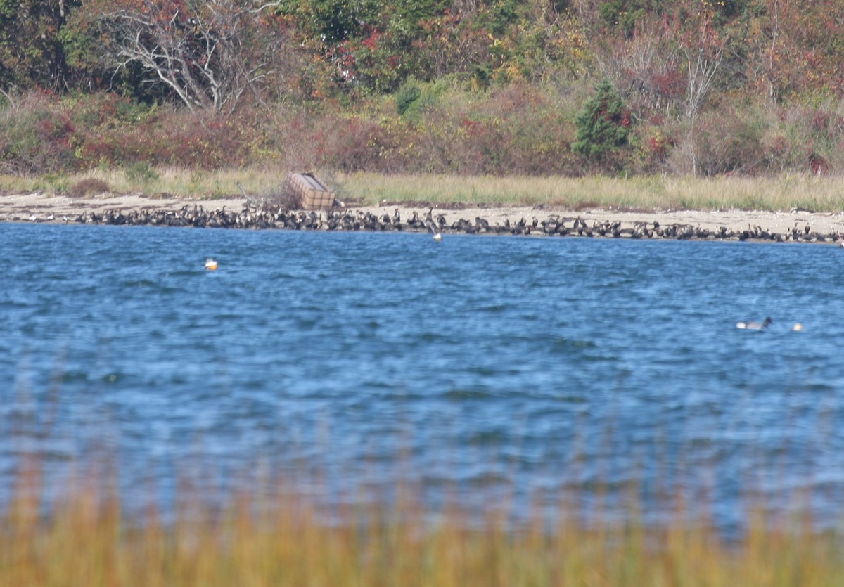 Double-crested Cormorant - ML270947731