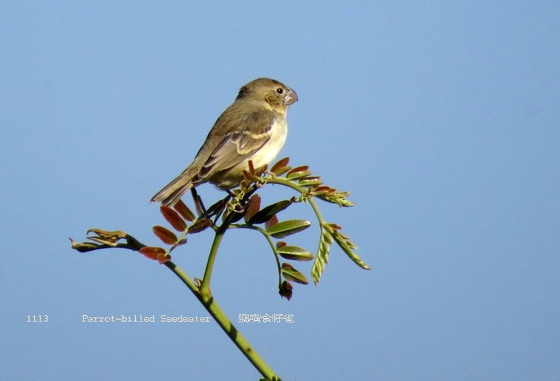 Parrot-billed Seedeater - ML27094821