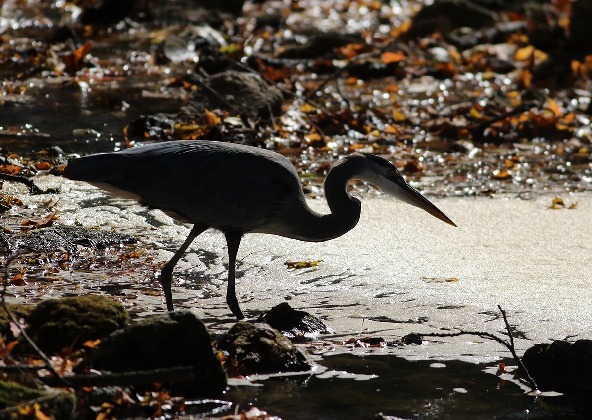 Great Blue Heron - Tony Leukering