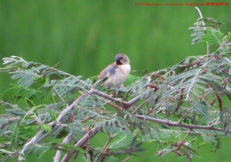 Chestnut-throated Seedeater - ML27094851