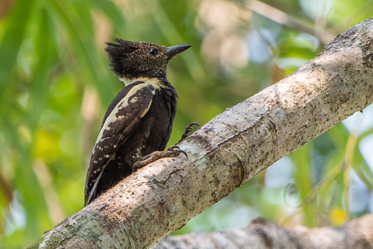 Black-and-buff Woodpecker - ML270948651