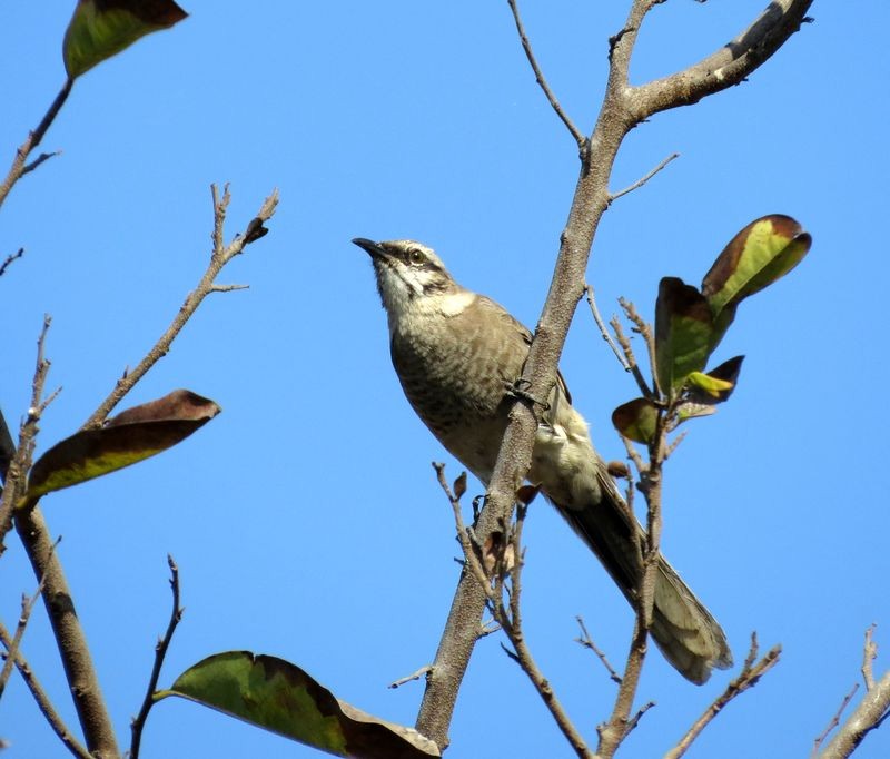 Long-tailed Mockingbird - ML27094921