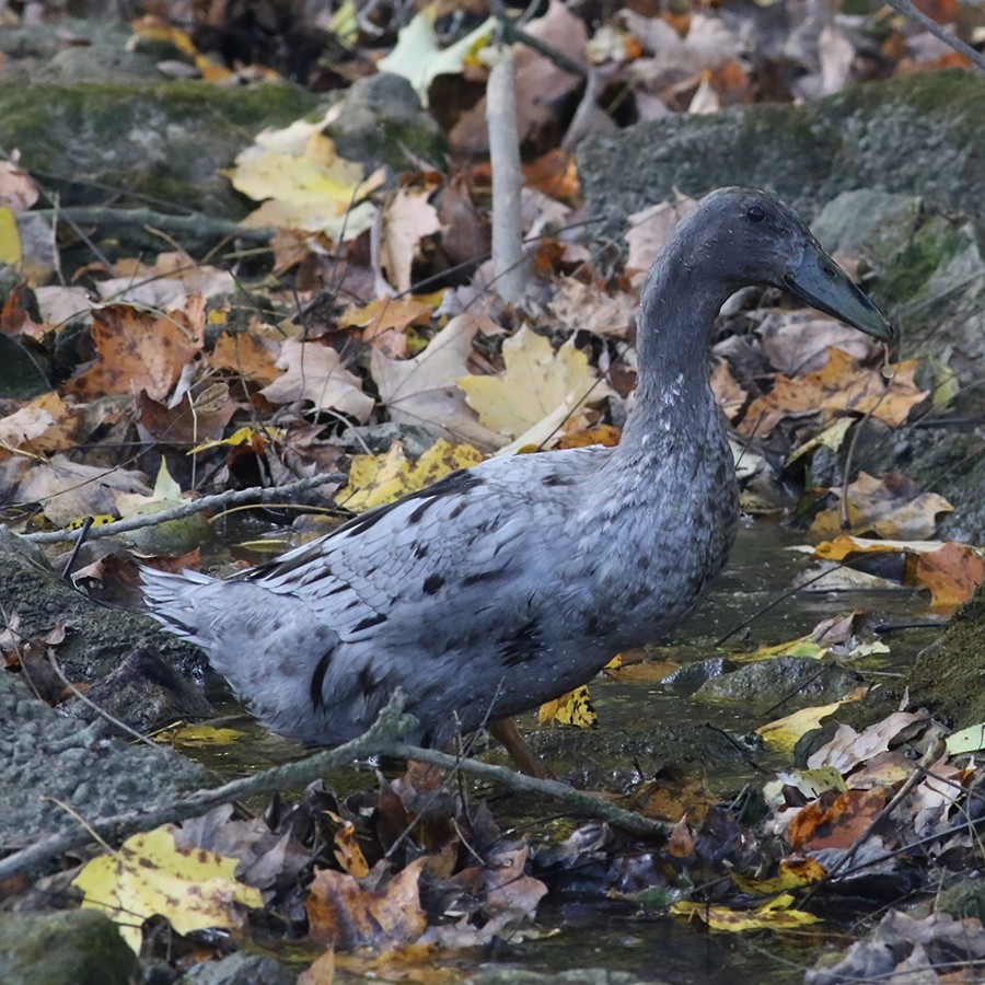 Canard colvert (forme domestique) - ML270949531