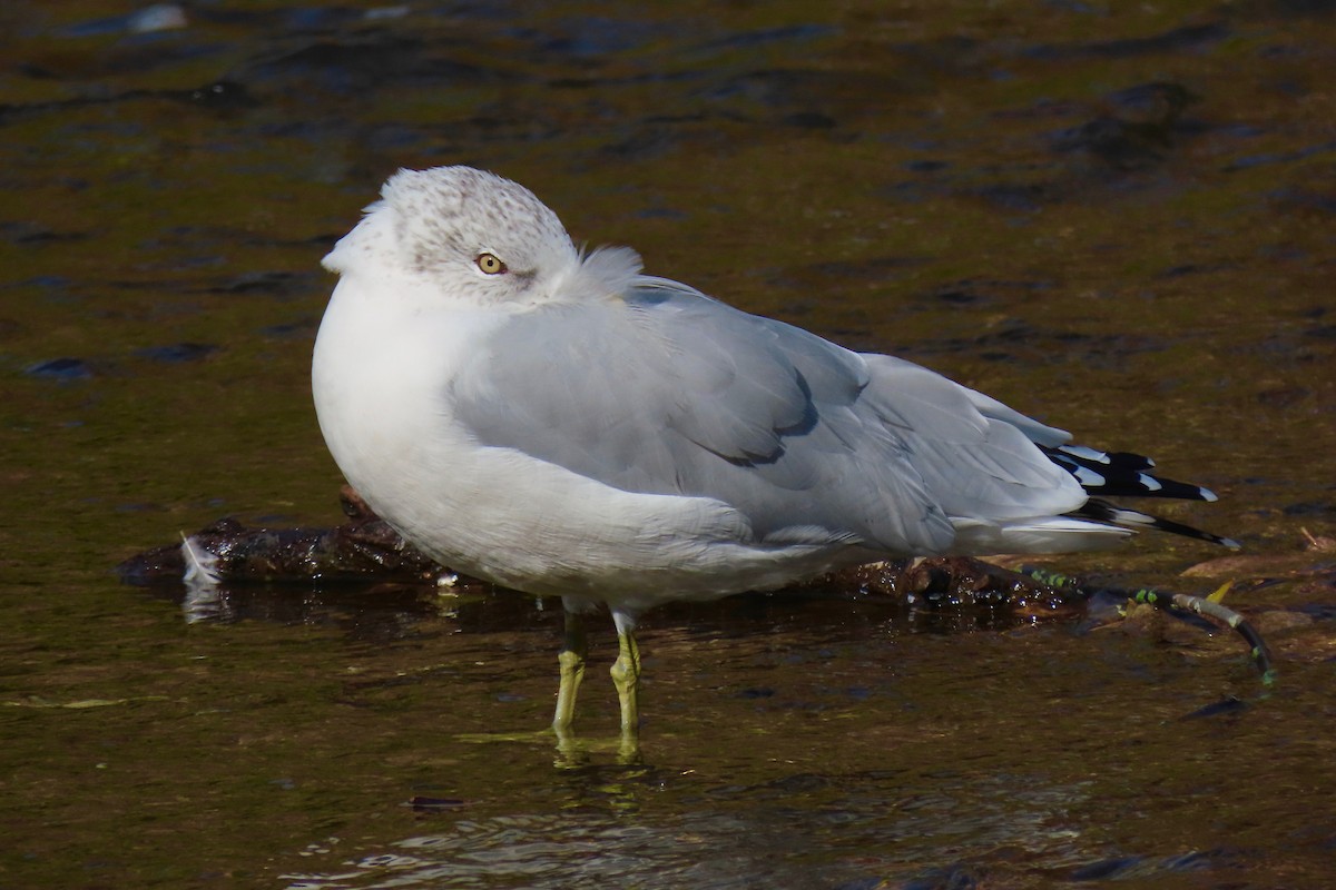 Ring-billed Gull - Andrew Bendall