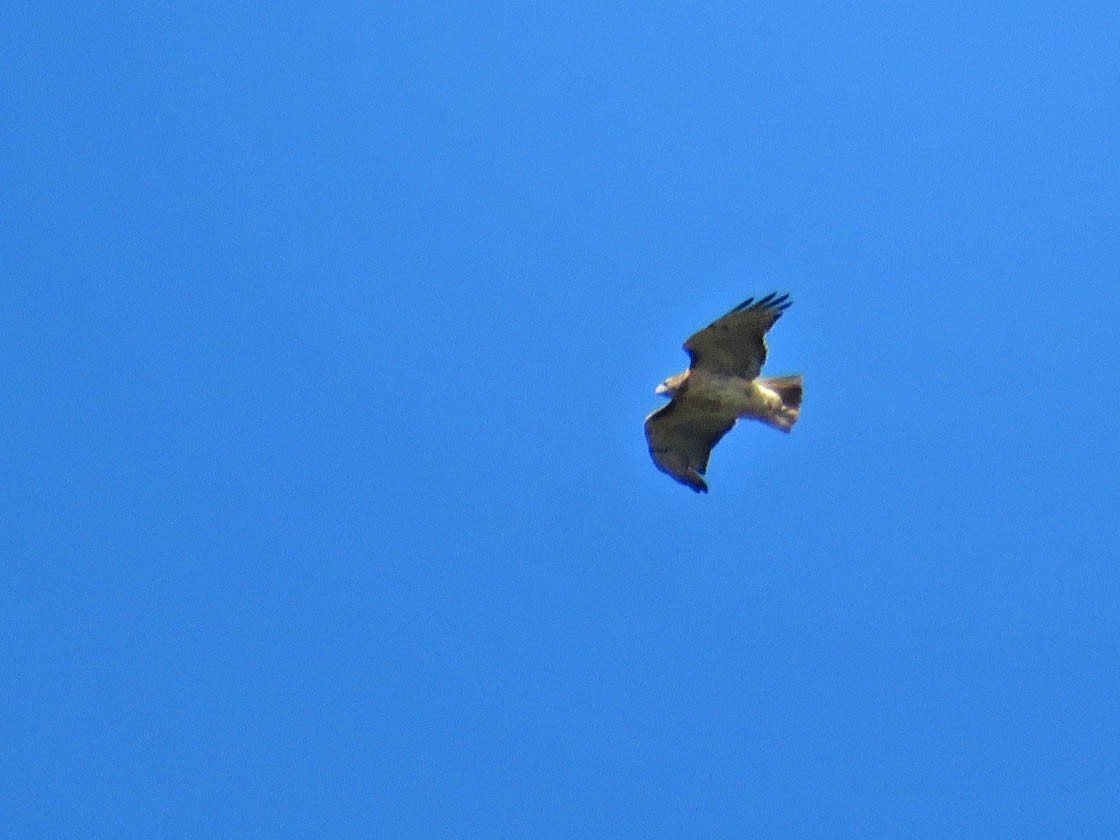 Red-tailed Hawk - ML270950231